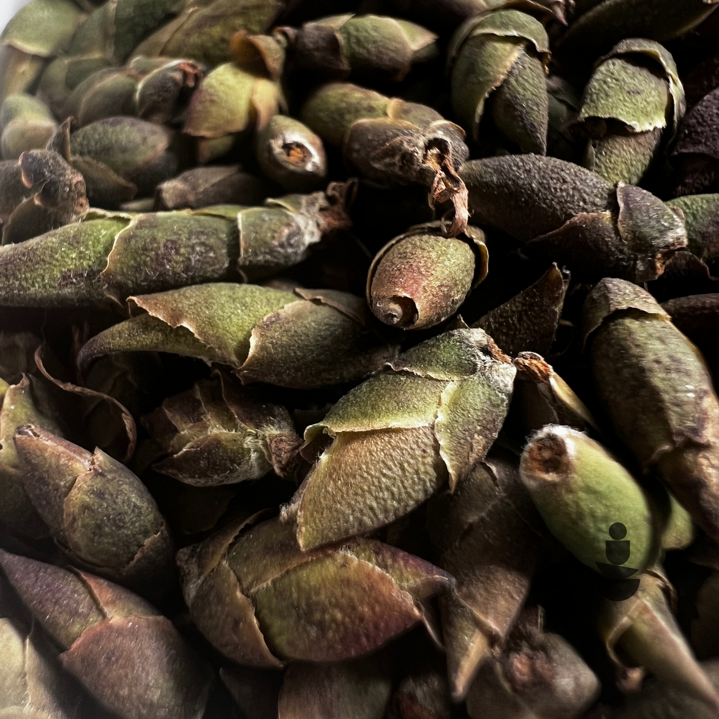 Winter's Whisper Bud