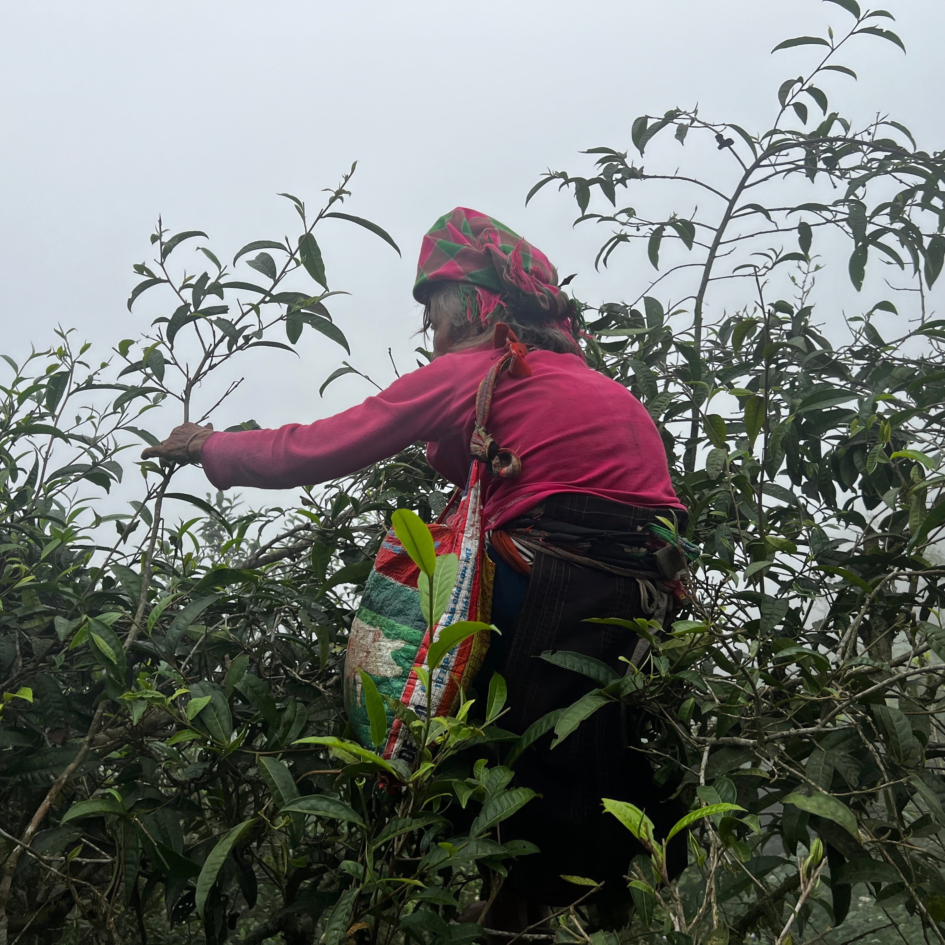 old lady picking tea leaves on a very tall tree over 2m