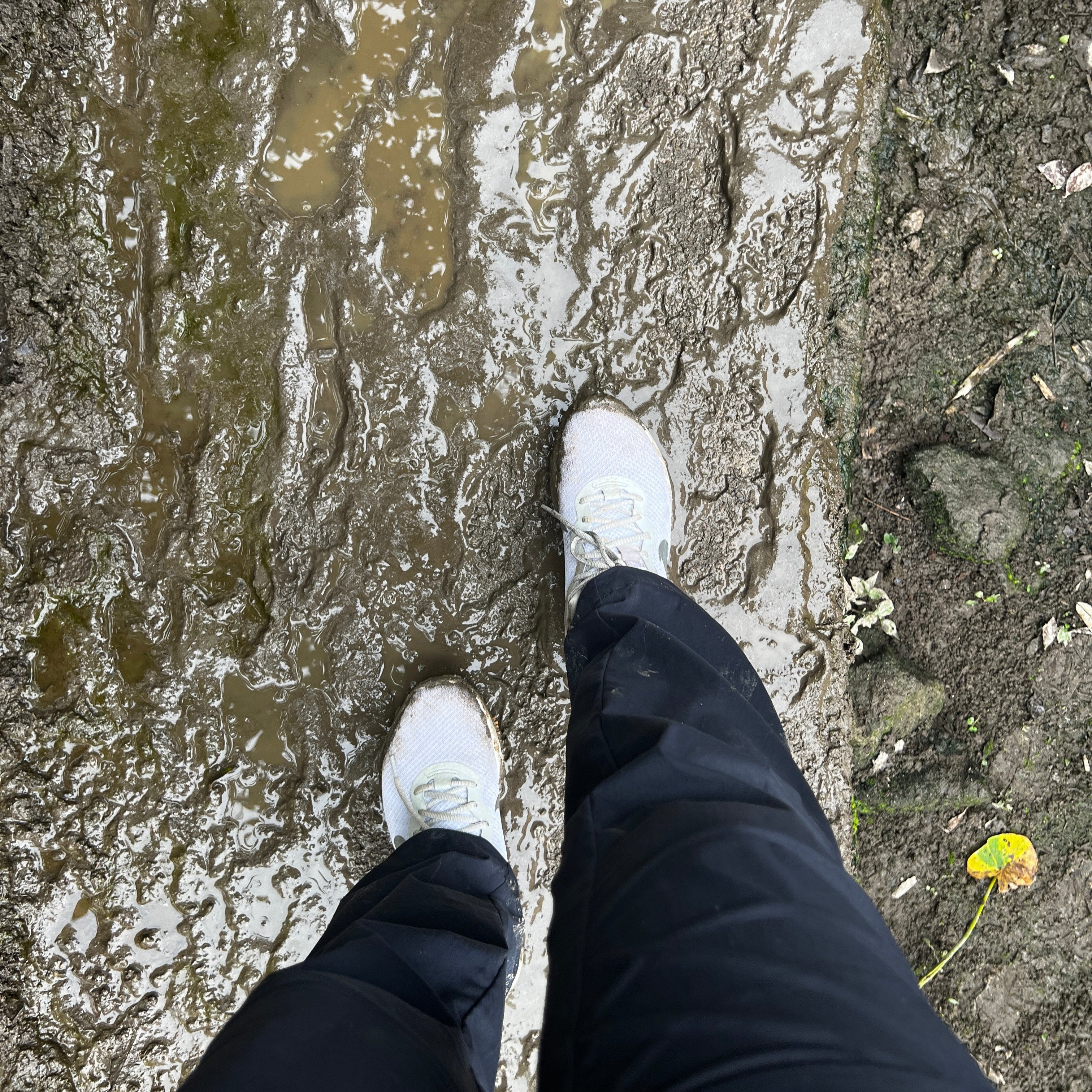 steps in my tea journey