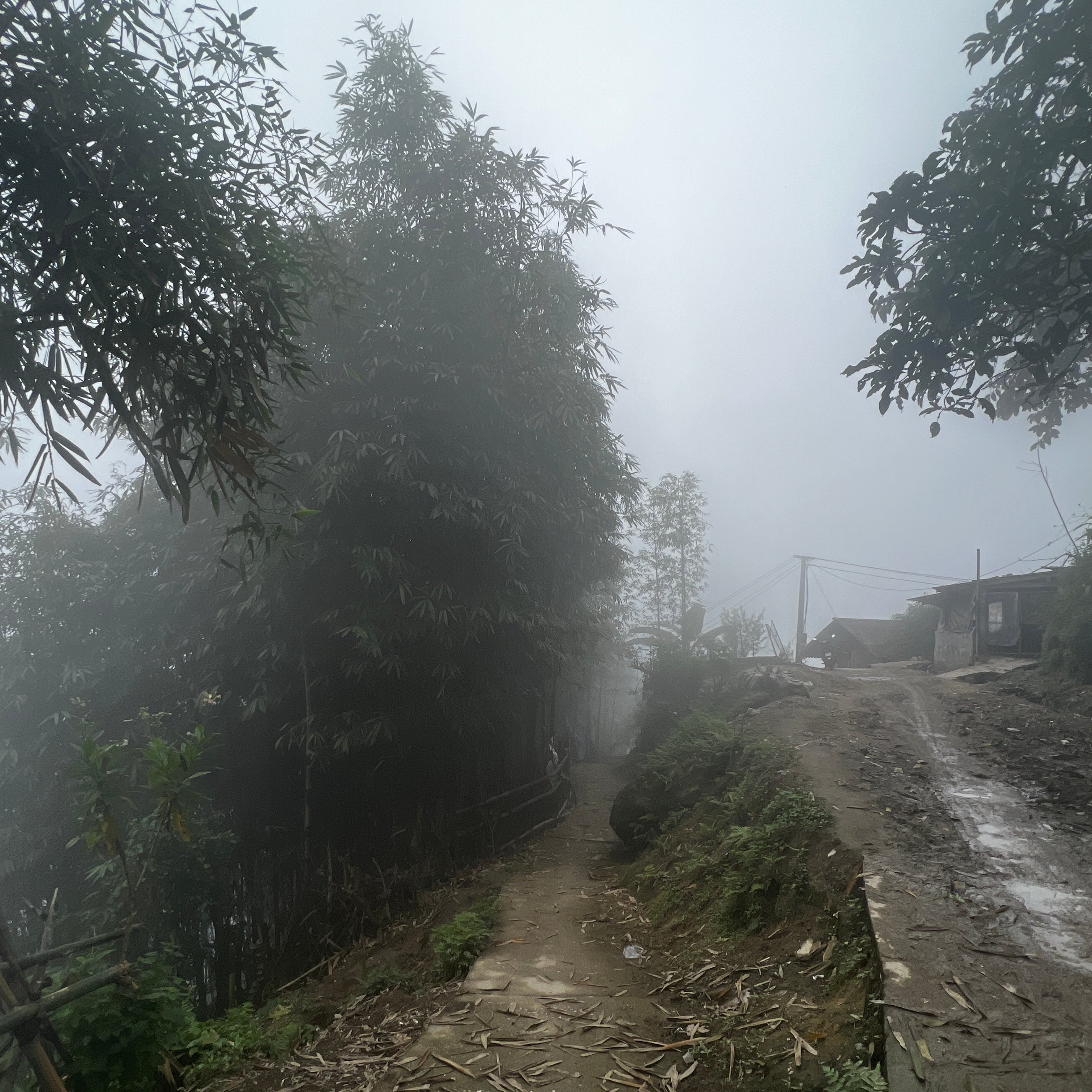 the way walking to ancient tea trees -organic tea!