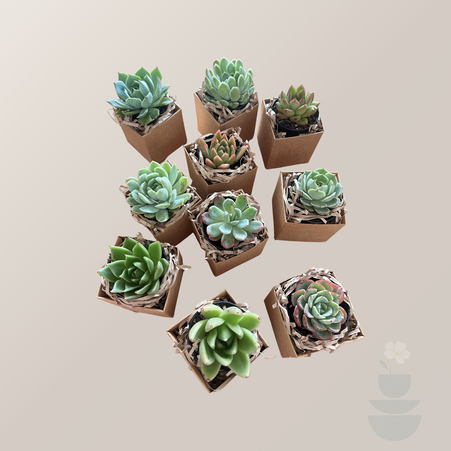 Still Mini Succulent Gift