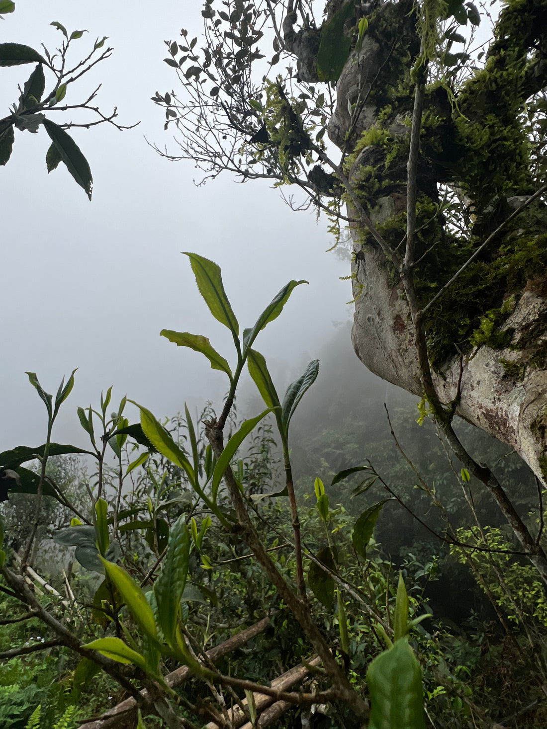 Why White Tea is Perfect for Beginners: Amy’s Recommendations