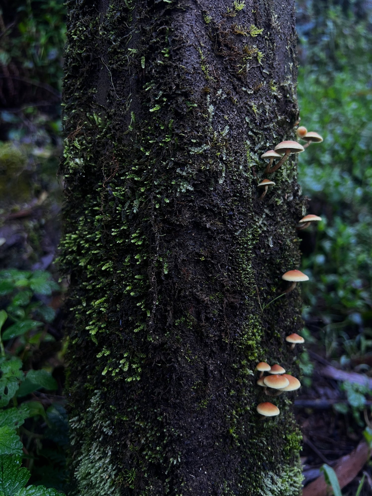 The Forest