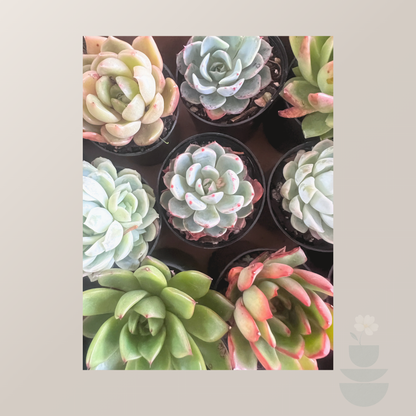 Still Mini Succulent Gift